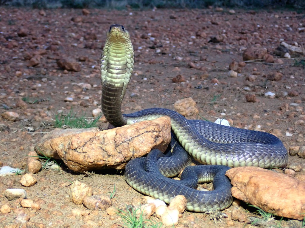 Picture of a snake.